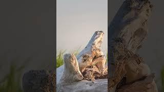 Landscape Photography Tips: Episode 12 - Capture Stunning Detail with Low ISO!  #NaturePhotography