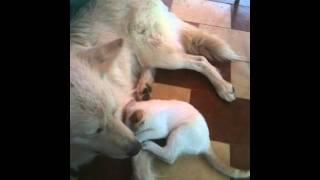 dog vs cat (Bianco & Ziggy)