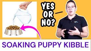 Soaking Puppy Kibble with Water: Questions Answered!