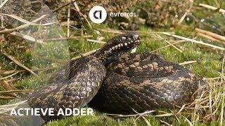 Wild in Nederland: actieve  adder