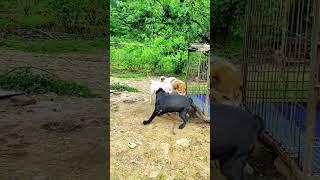 pitbull fight | Intense Pitbull Battle#pitbull #fight #fighting #dog #shorts #ytshorts