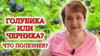 Черника и голубика. Чем отличаются, что полезнее и почему?