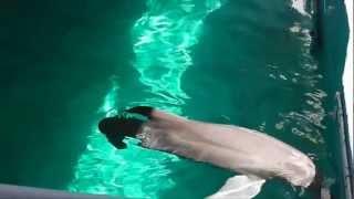 See Winter the dolphin from "Dolphin Tale" at Clearwater Marine Aquarium