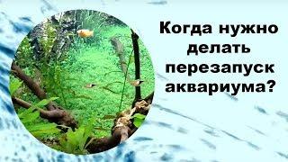 Когда нужно делать перезапуск аквариума?