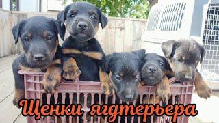 Щенки ягдтерьера ч.2   Jagdterrier puppies