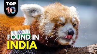 10 UNIQUE Animals Found in India 