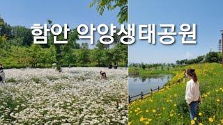 함안 악양생태공원/샤스타데이지/금계국/꽃잔디
