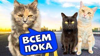 Последний день голодной кошки с нашими домашними животными / SANI vlog