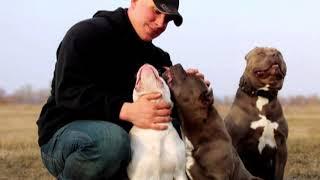 Алексей Локтионов Мои буллочки