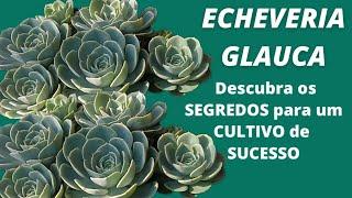 ECHEVERIA GLAUCA: Descubra os SEGREDOS para um CULTIVO de SUCESSO