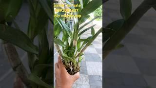 Dendrobium  Mother Bushy plant #orchidnursery #orchid #najisworld #onlinesale