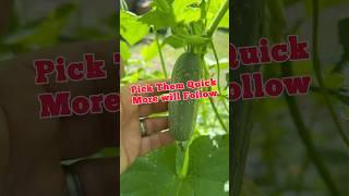 The More You Pick, The More Will Grow!!  #gardening #growyourownfood #regenerativeagriculture