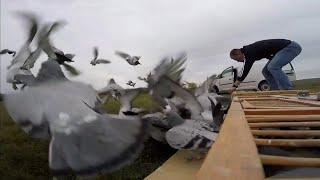 Golubovi pismonoše - Slavko Pavlovic 2017 - trening  (Racing Pigeons, Brieftauben, Palomas)