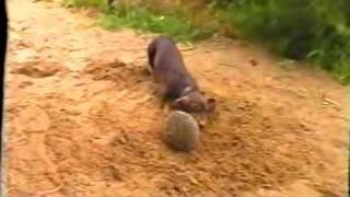 Dachshund vs. Hedgehog // Такса против Ежа