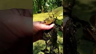 Водяной цветок - впервые. Изменение фауны. 10.07.23.