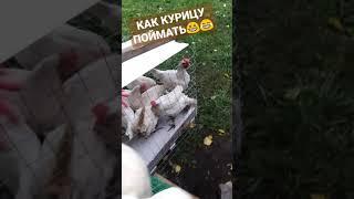 Как я курицу ловил… Кур больше нет…