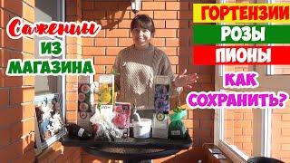 РОЗЫ, ПИОНЫ, ГОРТЕНЗИИ в коробках из магазина! Как сохранить саженцы до весны? Хранить или сажать?