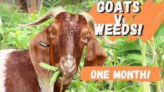 22 Goats Vs 2 Acres of Weeds  One Month Later!