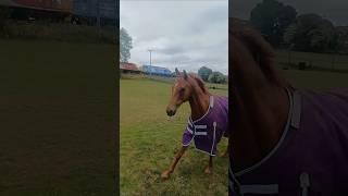Horse & Trains #horse #horsepower #class37 #class43 #hst #diesel #railway