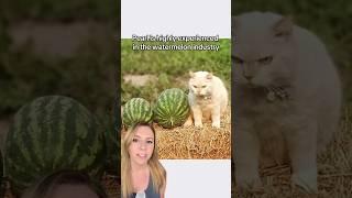 Cat takes job guarding watermelons VERY seriously   #shorts #cats