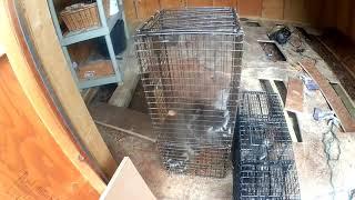 Raccoon & Wildlife removal removal in southington ct