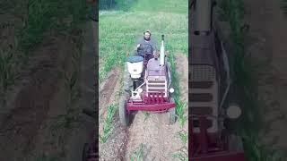 IH farmall 140 cultivating silver queen corn #farmall #ih #farming #homesteading #farmlife