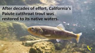 Return of the Paiute Cutthroat Trout in 60 Seconds