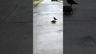 ДРУЗЬЯ #ворона #ежик #animals