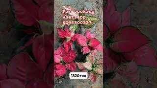 available combo offer plants. #trending #plants #offersale #gardening #indoorplants