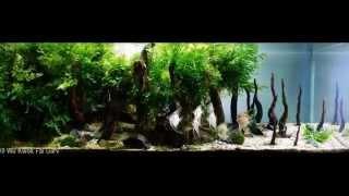 САМЫЕ КРАСИВЫЕ АКВАРИУМЫ. АКВАСКЕЙП (часть1). The most beautiful aquariums. Aquascape