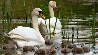 Swan Cygnets First Swim | 4K | Discover Wildlife | Robert E Fuller