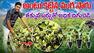 అంటు కట్టిన వంగ సాగు | Grafted Brinjal Cultivation | Grafting Vegetables | AgriTech Telugu