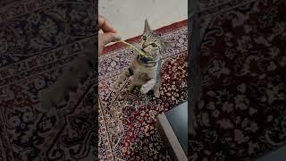 1262- She can play with anything  #thoughtsforliving #catvideos #lily #funnycats #kitten #shorts