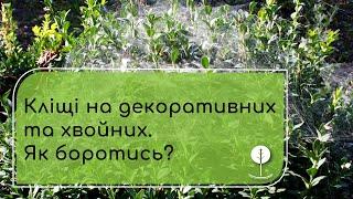 Кліщі на декоративних та хвойних. Як боротись?