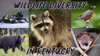 Wildlife Diversity in Kentucky