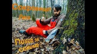 КАК добыть лесное золото !!! (Лучший способ подсочиты берёзу)