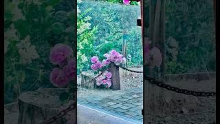 Where the Wind Whispers: A Scented Farewell from Eddie’s Garden