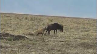 solo hyena attack and bring down wildebeest video