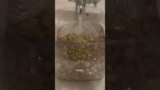 How to treat a sick fish