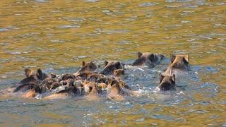 WILD BOARS WENT INTO THE LAKE, EPIC WILD BOAR HUNTS, LONG RANGE SHOTS