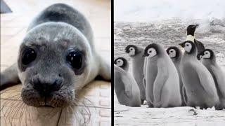 The CUTEST Animal Video You’ll See Today