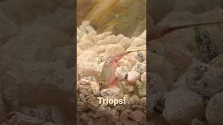 The triops are full grown now! #triops