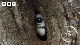 Devoted hornbill couple turn nest into fortress  | Planet Earth III- BBC