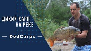 Поймали крупного сазана на реке | Red carps. Карпфишинг