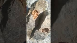 Burpee road geode July 31 2023
