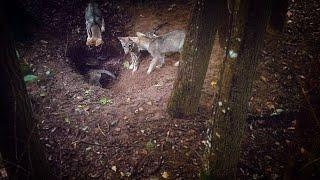 Different wolf members of the pack preparing burrow for pups