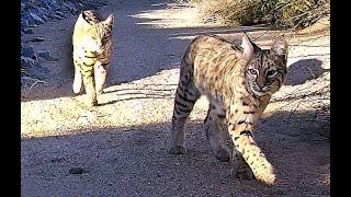 Young Bobcats, Owls Attacking Coyotes, Roadrunners, Snakes & Gila Monsters