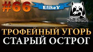 Трофейный Угорь! • Как поймать? • Нужна ли прикормка? • Старый Острог • Русская Рыбалка 4 #66