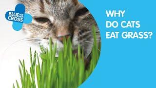 Why Do Cats Eat Grass? | Blue Cross