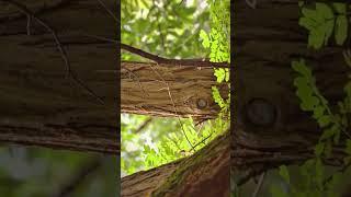 Very Cute Red Owl Baby